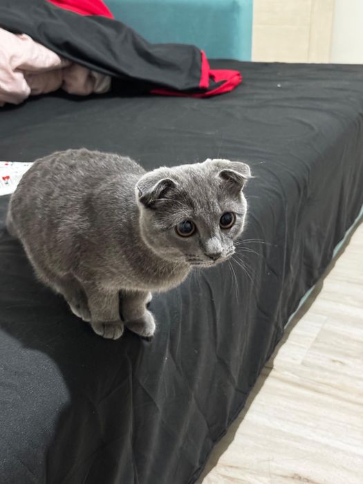 Котенок