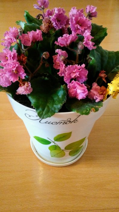 Распродажа фиалок