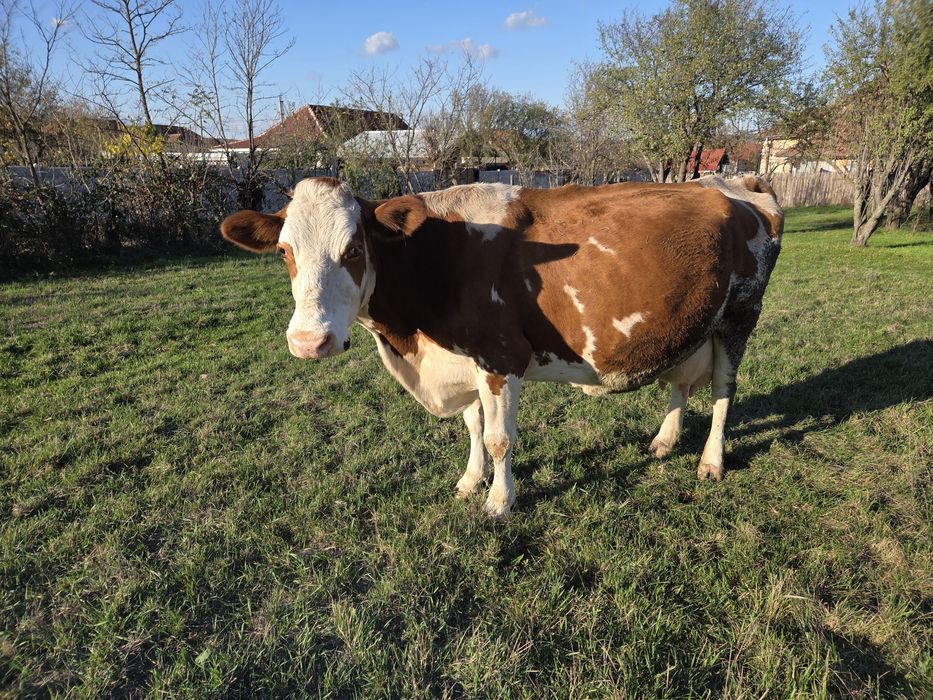 Vând vacă Bălțată Românească gestantă.
