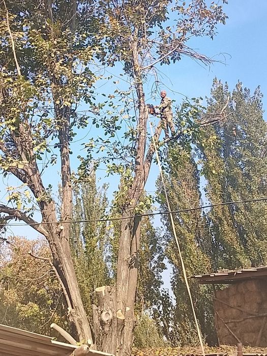 Дарахт кесиш хизмат