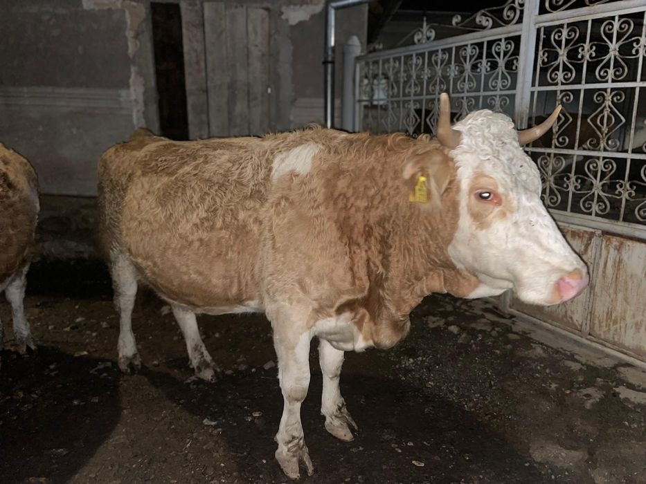 Vând vacă gestantă