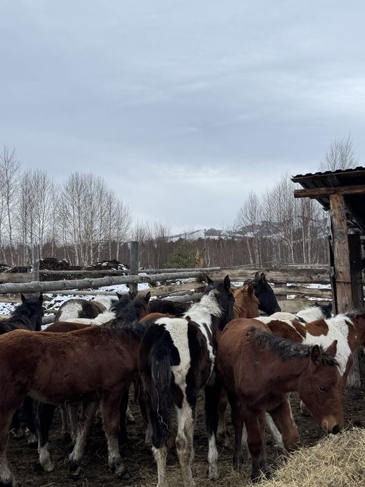 Продам жеребят.