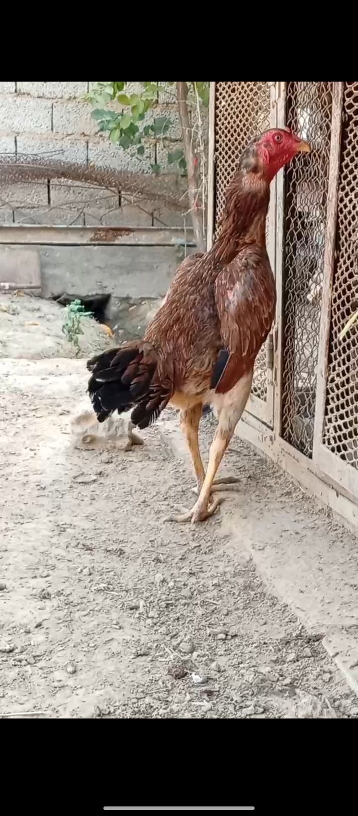 Zotga Tovuq sotiladi