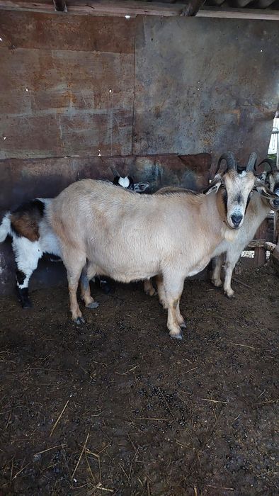 Продам котную козу