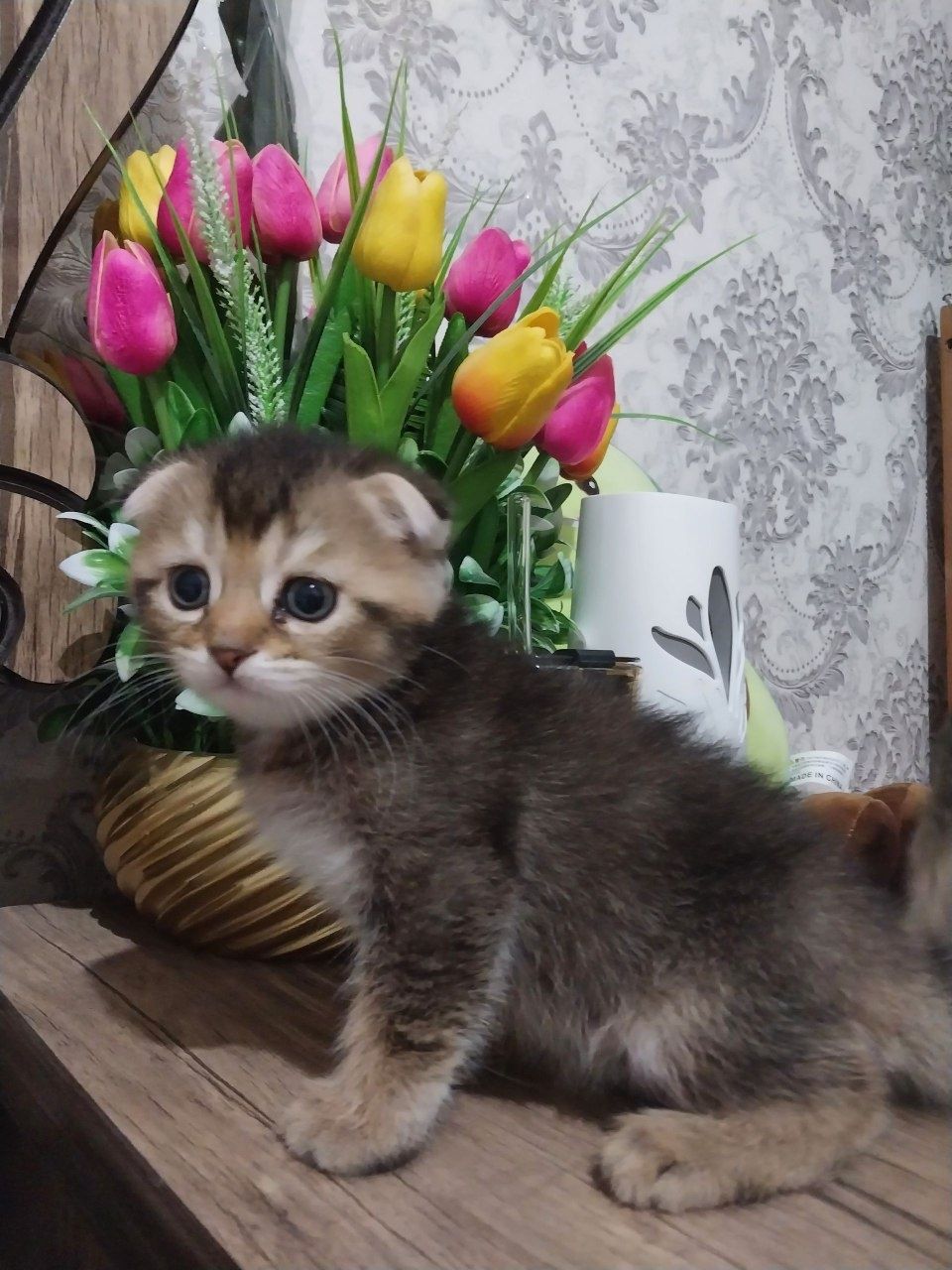 Сотилади мушукча пародистый