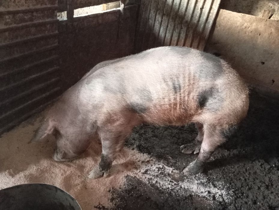 Продам кабана дюрок