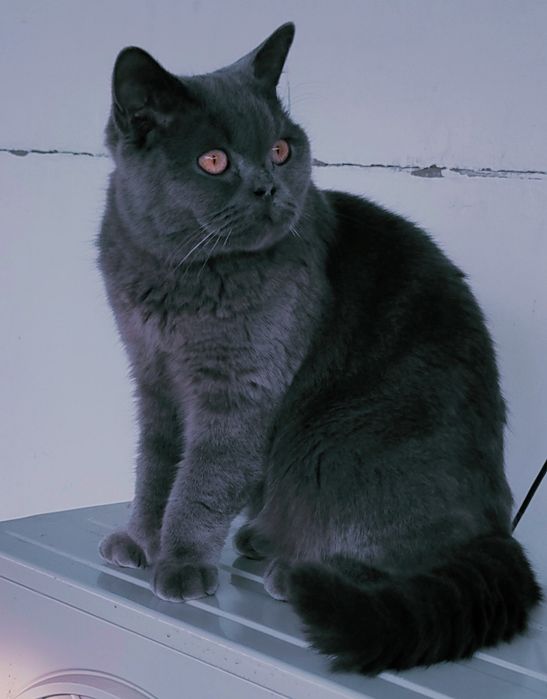 Британский котенок 9 мес