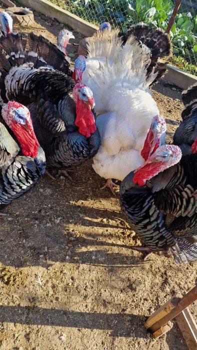 Vand curcani crescuti bio