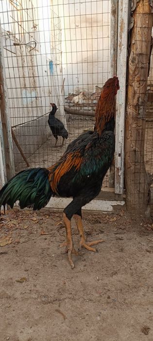 Ишкивозига сотилади