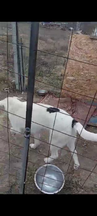 Donez metis dog argentinian( Falticeni)