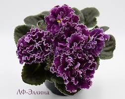 Лист фиалки 350тг