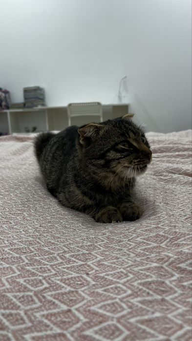 Кошка отдам хорошие руки