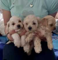 Donez caine bichon maltez