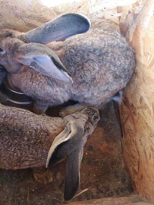 iepuroaica urias belgian de 2,5 ani, 5 kg