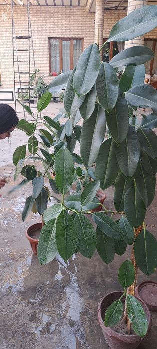 Фикус.цветы новые