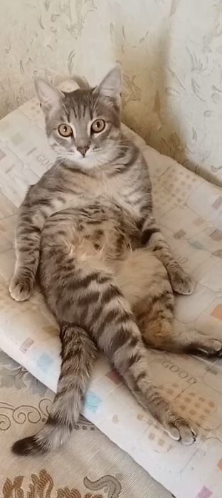 Отдаю двух котов в добрые руки