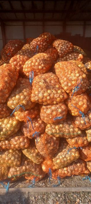 Ceapa samanta legend