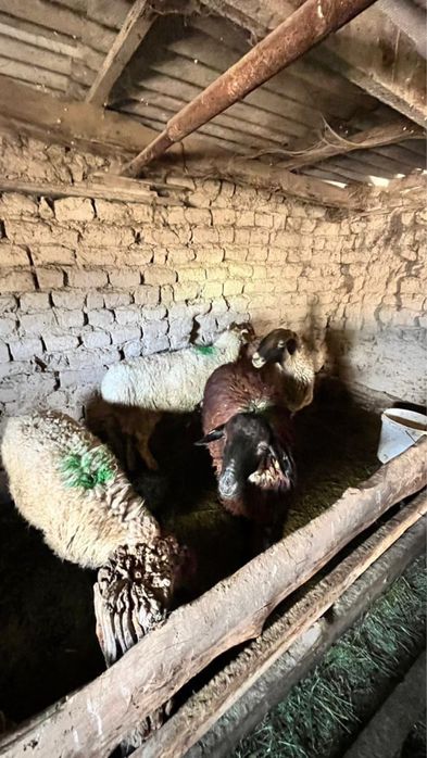 2900кг.Семіз қой жырный баран доставка бар дом дома