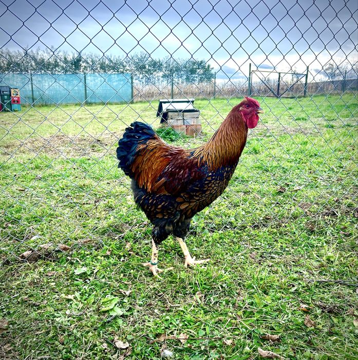 Cocoși wyandotte si australorp