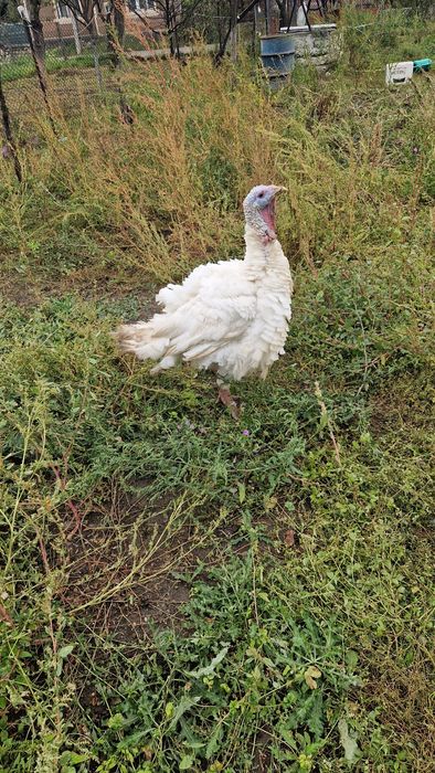 Vand curci si curcani