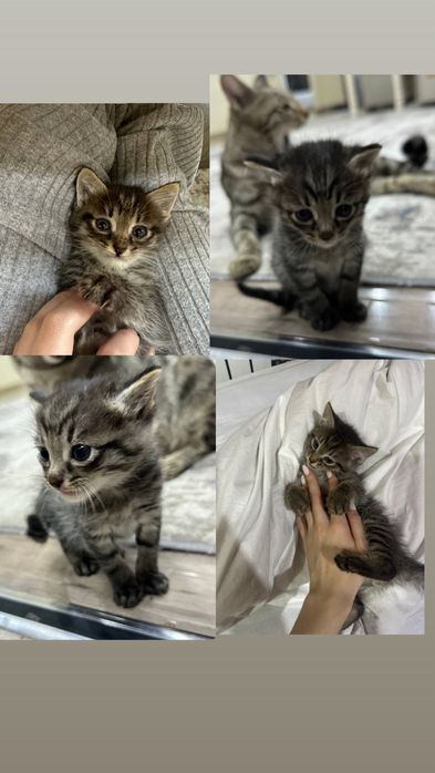 Добрые и милые котята ищут дом. Отдам котят в добрые руки.