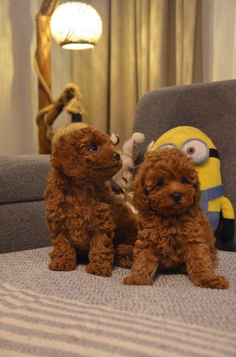 Red Brown Toy Poodle