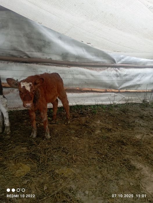 Vănd taur de 6 luni și două vițele una are 3 luni și cealată o lună