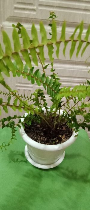 Комнатные растения