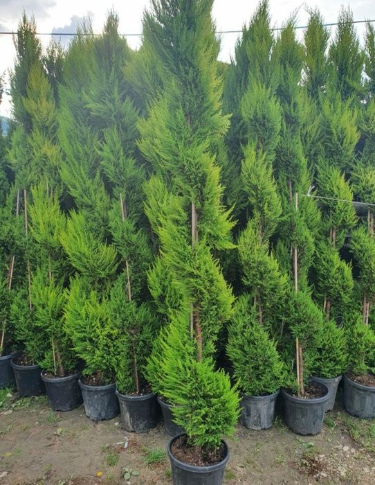 Plante ornamentale. tuia piramidali crescuți și aclimatizati in pepeni
