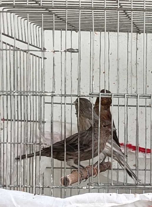 Последен женски и мъжки канари за Бургас