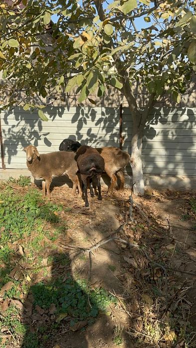 Мошный козылар,7, 8 айлык