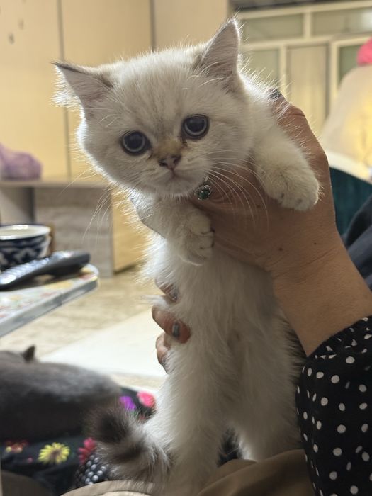 Кошка 3 мес.