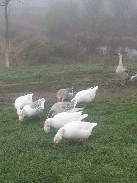 Sa vinde gâște de anul asta!