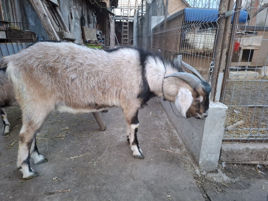 Vand sau schimb angolo nublian