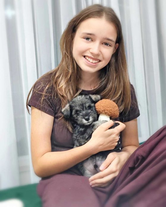 Мини шнауцер (цвергшнауцер)