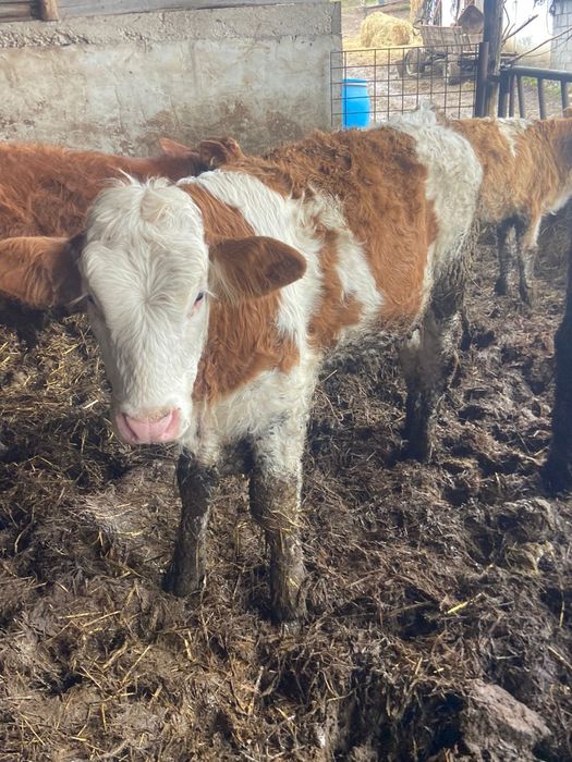 Vand vitele productie proprie din ferma de Elita  Ciurea