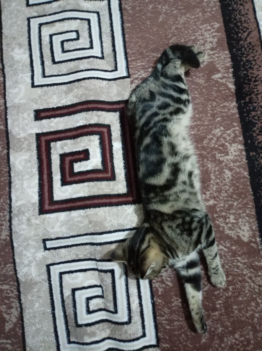 Mushuk bengal sotiladi