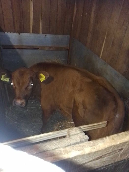 Vacă de vînzare cu vitel