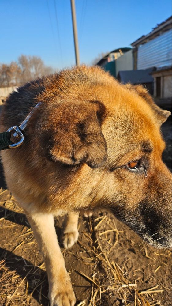 Найдены собаки (овчарки ,хаски и тд )