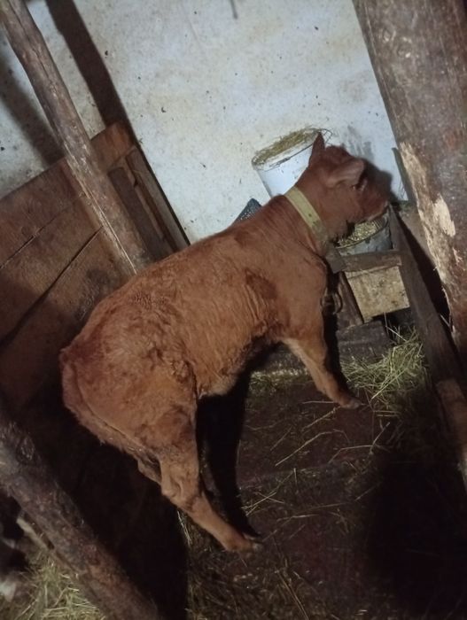 Vând vițică 12 saptamani