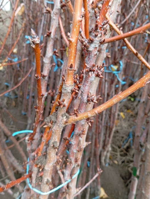 Овошни дървета цена 7лв на дребно