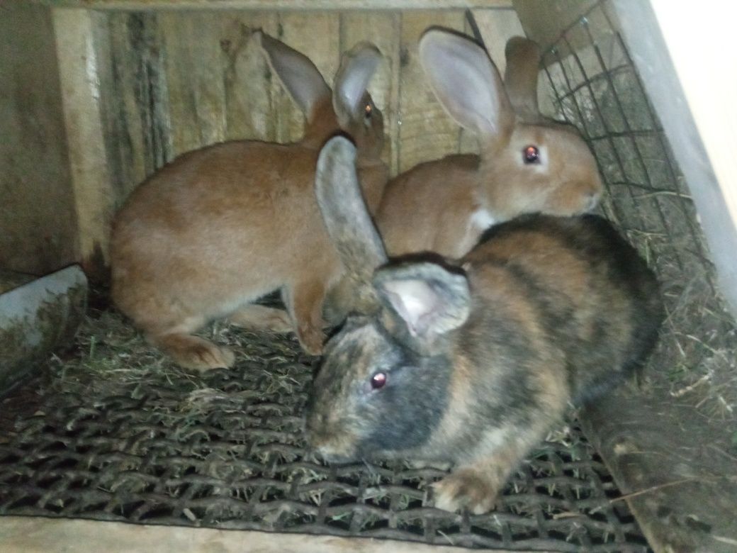 Кролики  помесь 2 месячные