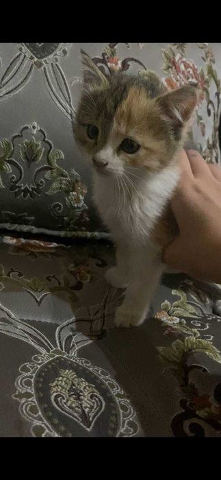 Мушук боллари берилади домашний бесплатно