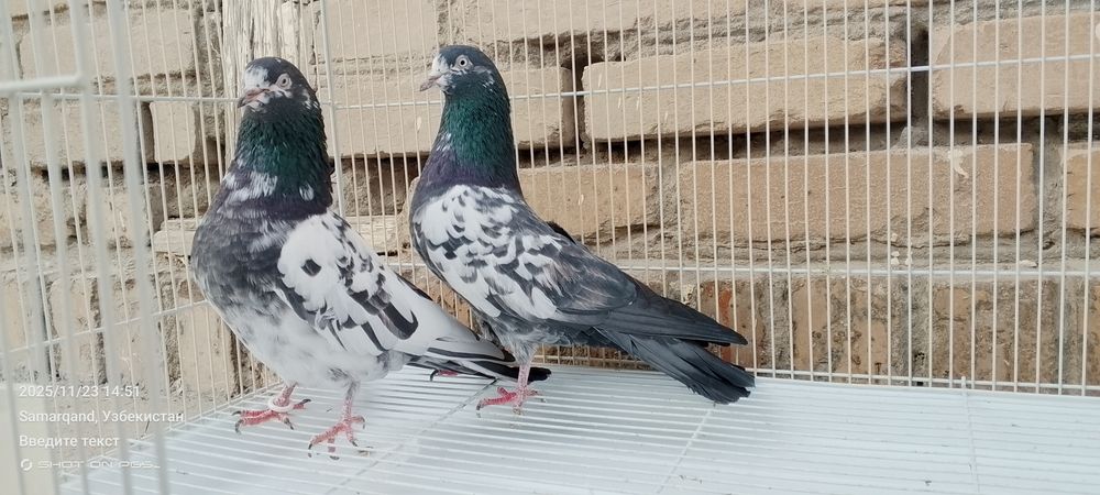 Продается голуби Тедди Kaftar Sotiladi teddy