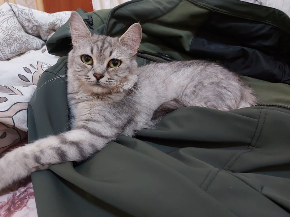 Отдам кошку в хорошие руки