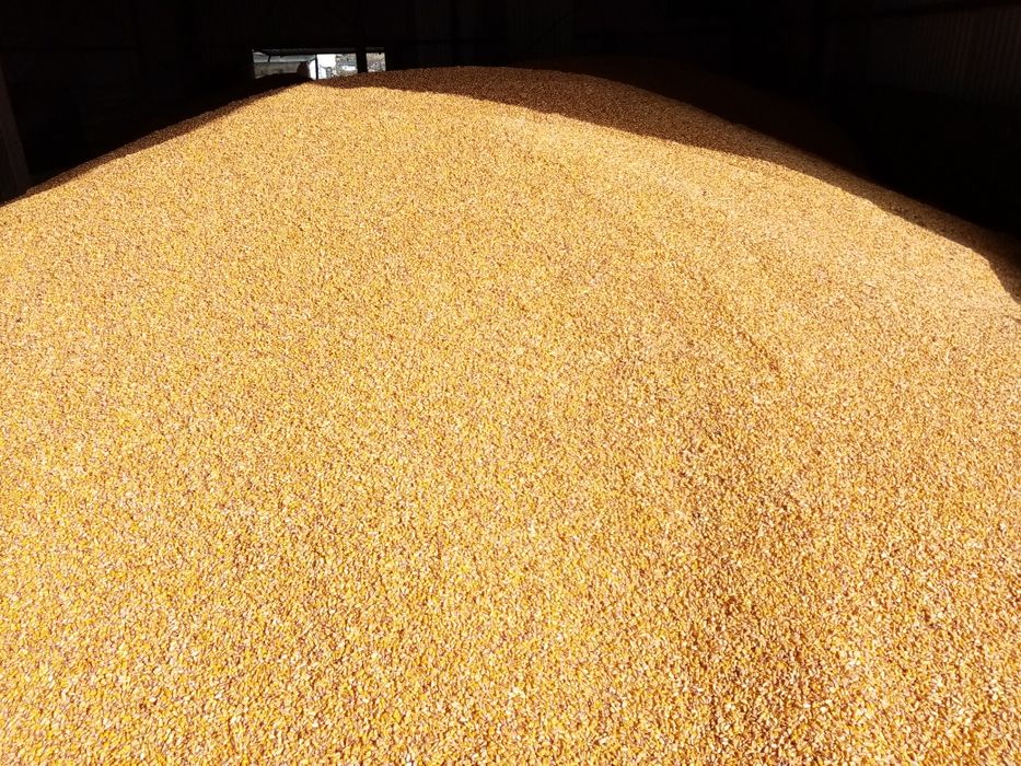 Vand porumb boabe, soia 2025!