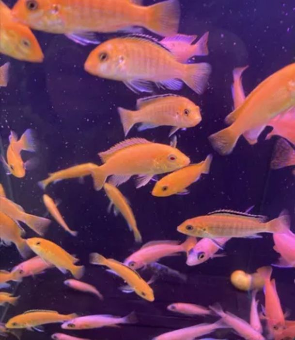 Afrika akvariyum balig'i.