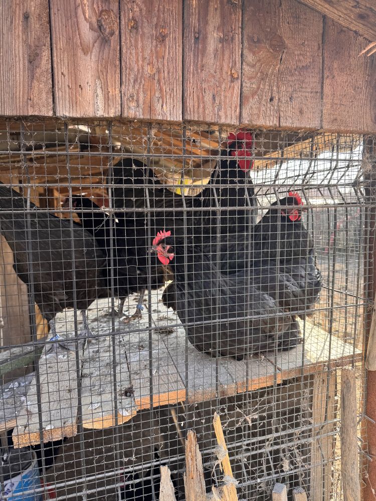 Vand ganini Australorp negru