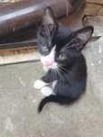 Mamă pisică cu 4 puișori spre adopție