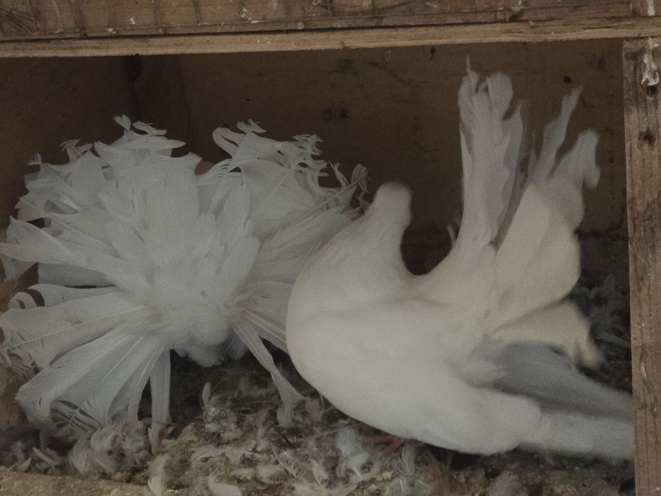 Гълъби - всякакви видове